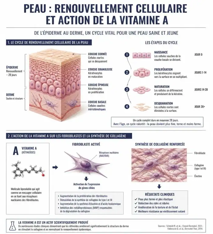 Infographie sur le mécanisme d'action de la vitamine A sur la peau et le collagène
