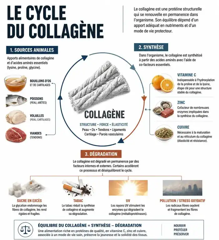 Infographie des sources alimentaires riches en collagène et co-facteurs pour la santé de la peau