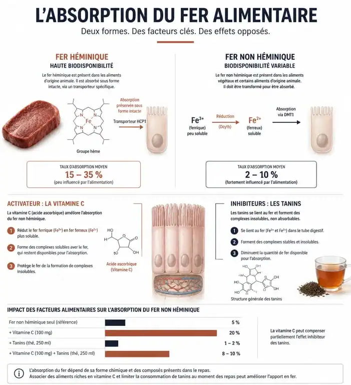 Infographie sur l'absorption du fer et les aliments riches en fer pour l'anémie