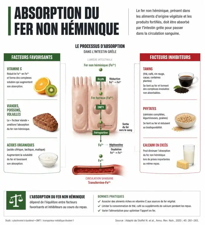 Infographie sur l'absorption du fer végétal et les aliments riches en fer