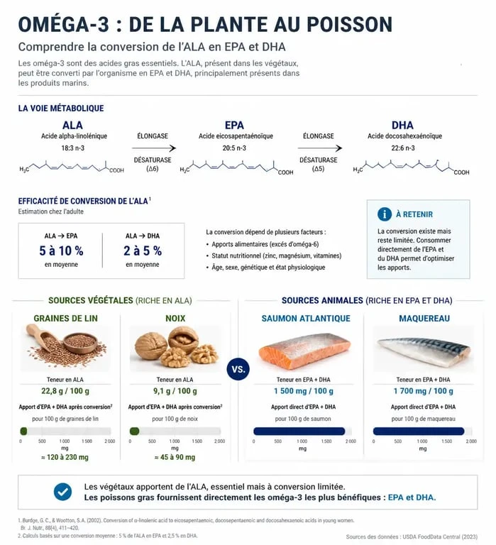Infographie sur les aliments riches en oméga 3 et la conversion des acides gras ALA, EPA et DHA