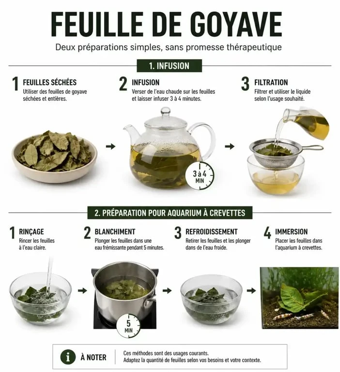 Préparation de la feuille de goyave en infusion ou pour un aquarium
