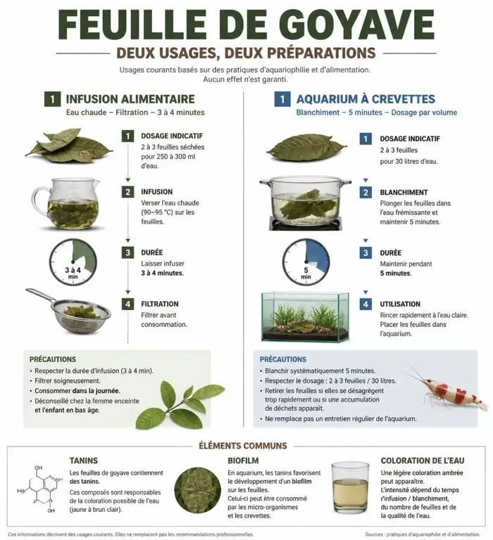 Infographie sur la feuille de goyave : infusion et usage en aquarium à crevettes