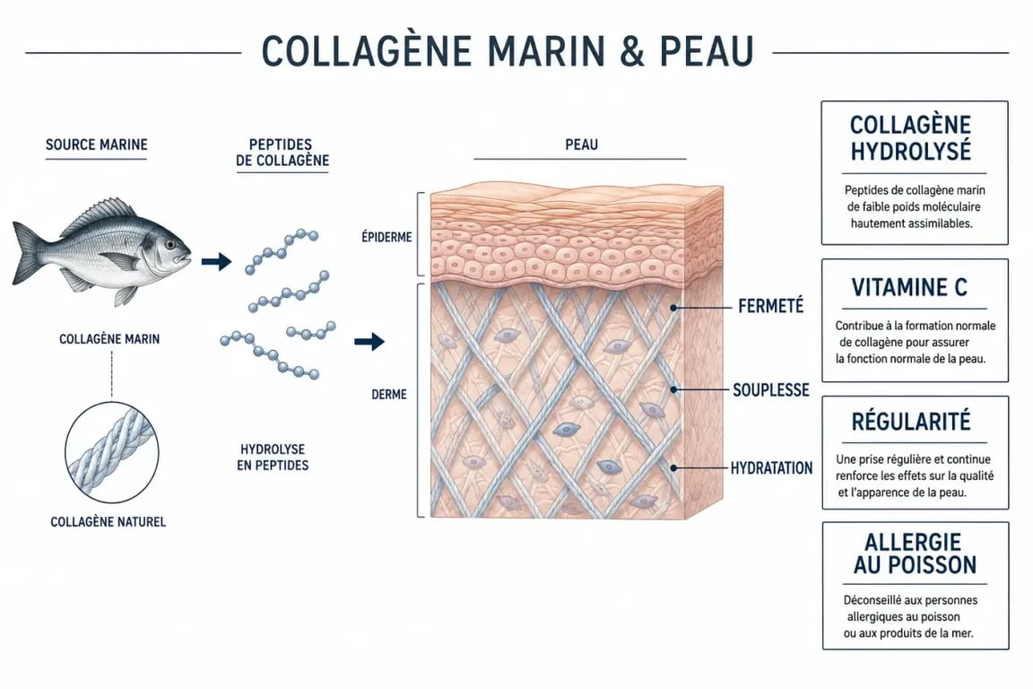 Collagène marin anti-âge : peptides, peau et critères de choix